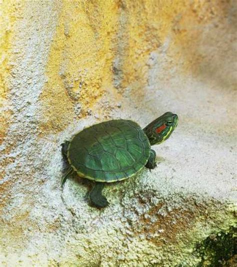 色彩招牌顏色搭配 巴西龜可以吃什麼